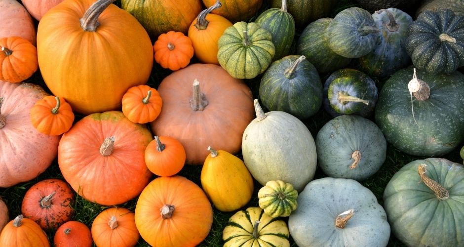 Nutritional Benefits of Squash