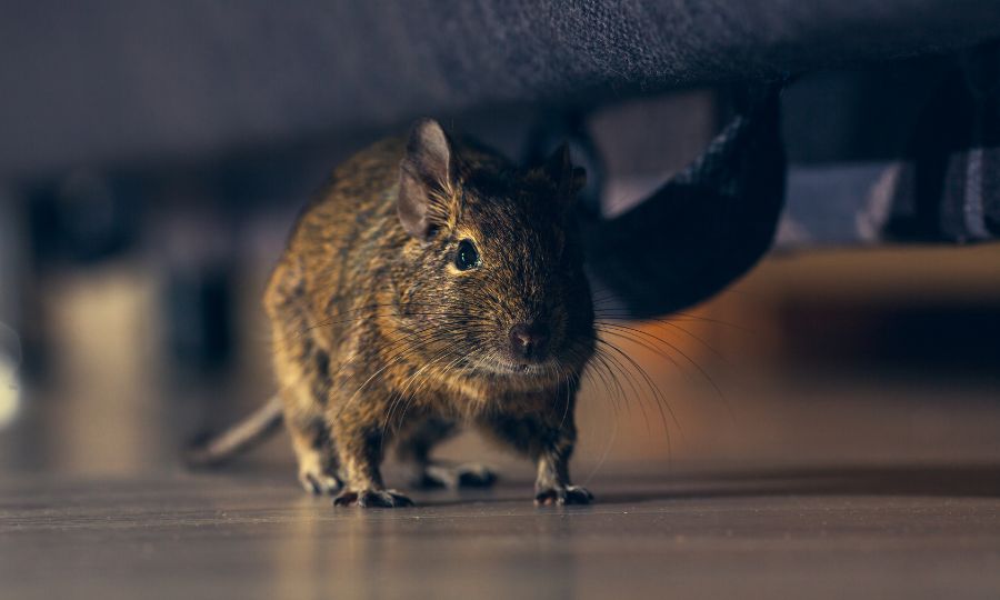 How Rodent Infestations Affect Health (1)