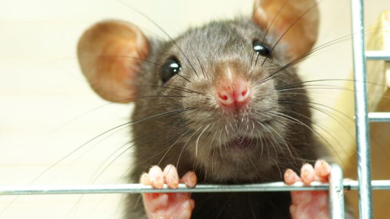 How Rodent Infestations Affect Health: What Every Homeowner Should Know
