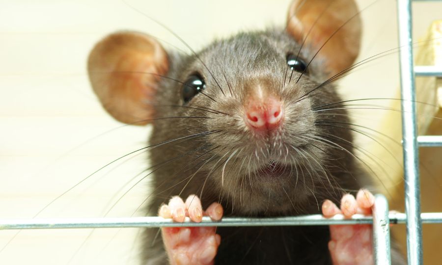 How Rodent Infestations Affect Health: What Every Homeowner Should Know